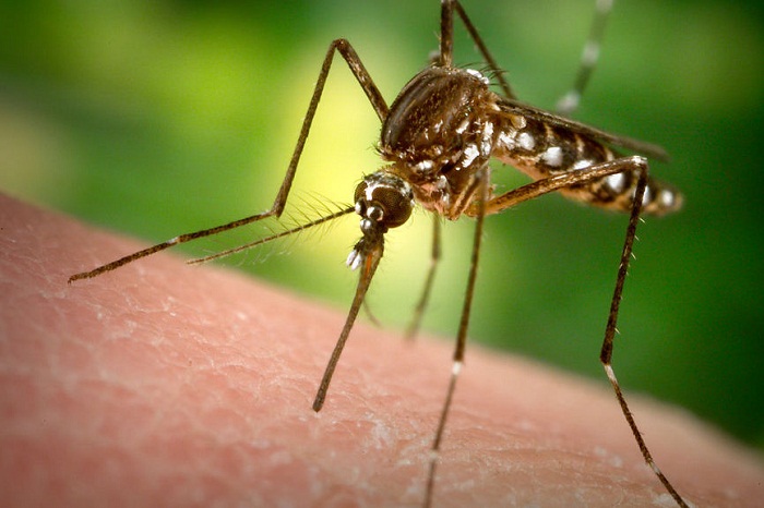 Panama: 4 cas de microcéphalie liés à Zika